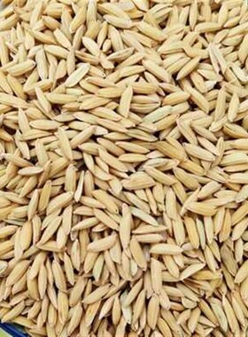 10斤带壳稻谷谷子水稻稻子粮食杂粮大米喂鸡鸭鹅鸽鸟仓鼠宠物饲料