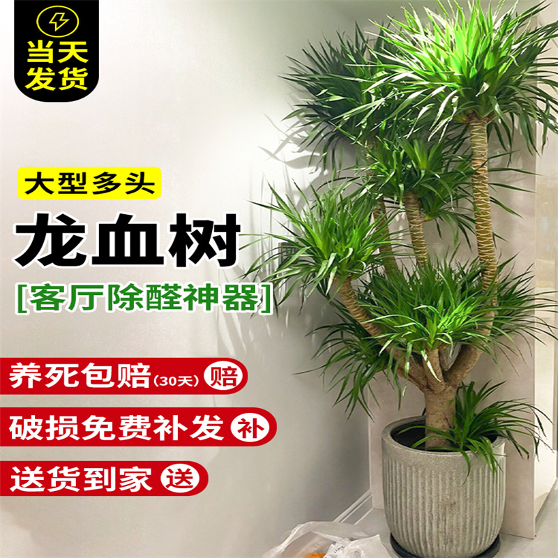 龙须树大型绿植多头龙血树龙铁树发财树室内客厅盆栽花卉植物盆景