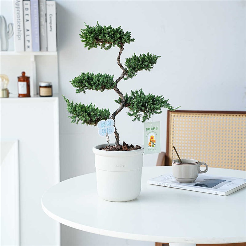 教师节礼物 塔松室内桌面花卉绿植 好养造型盆栽送老师花束带贺卡