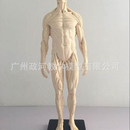 30cm艺用 树脂白色全肌肉男 骨骼 解剖 人体模型 结构美术 CG绘画