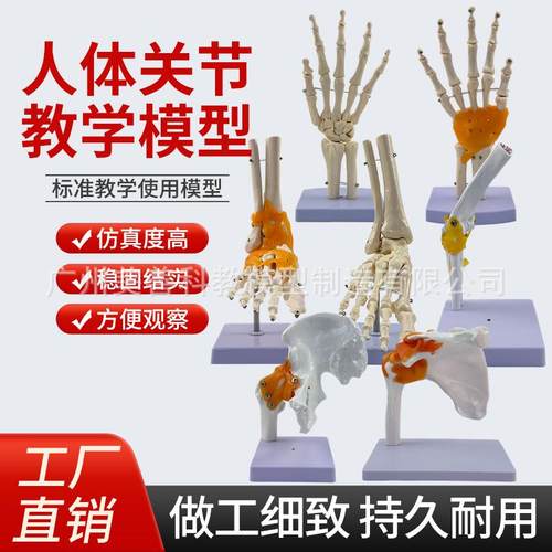 教学仿真人体关节骨骼手肘腕脚踝骨肩膝关节髋骨科附韧带医学模型