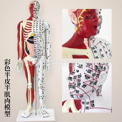 大号85CM男性人体针灸模型穴位针灸教学模型 带肌肉解剖骨骼内脏