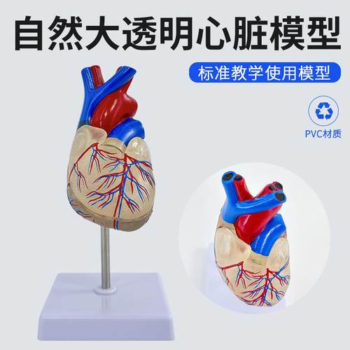 自然大透明心脏模型 人体标准心脏解剖模型B超彩超可拆卸医学教学