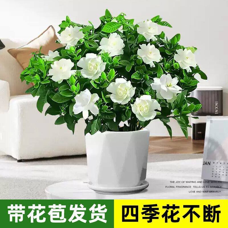 招财大盆栀子花阳台绿植好养带花苞浓香型水培绿植室内外盆栽