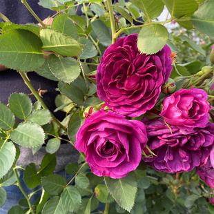 极速阳台花卉多季开花浓香u大花月季海潮之声浓香丰花玫瑰盆栽植