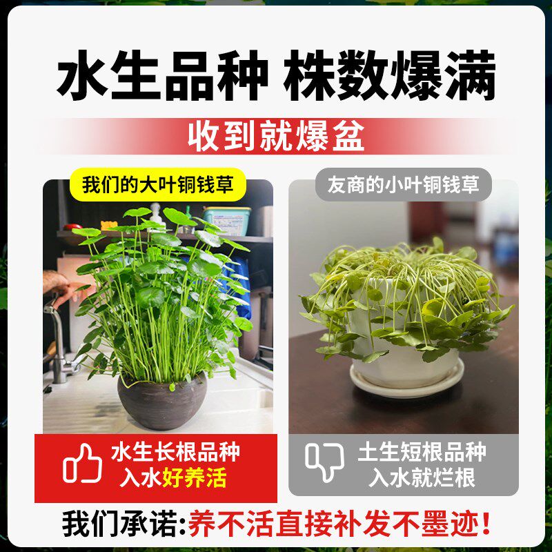 极速大叶铜钱草水培植物和鱼共A养金钱草鱼缸专用造景水草净化水
