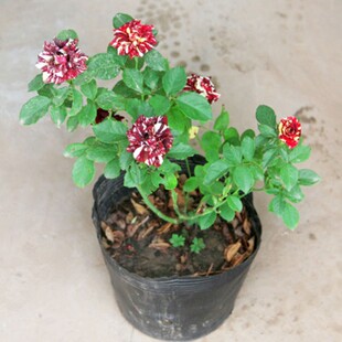 极速庭院植物e 盆栽花卉 月季苗 流星雨月季 攀援花卉 耐寒植物