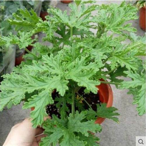 极速香茅草盆栽香草植物驱蚊草苗室内G花苗驱蚊夏季不在怕蚊子咬