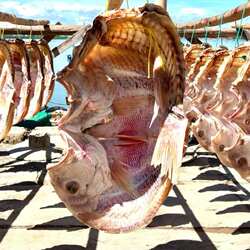 顺丰包邮红鱼干干货海南儋州红鱼干海鲜海鱼干货土特产深海咸鱼干