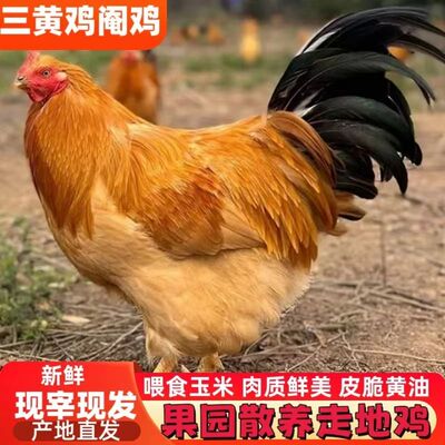 正宗土阉鸡线鸡新鲜现杀白切鸡