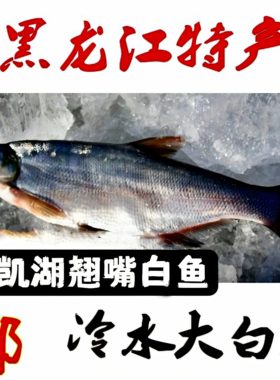 黑龙江特产冷水大白鱼开江大白鱼