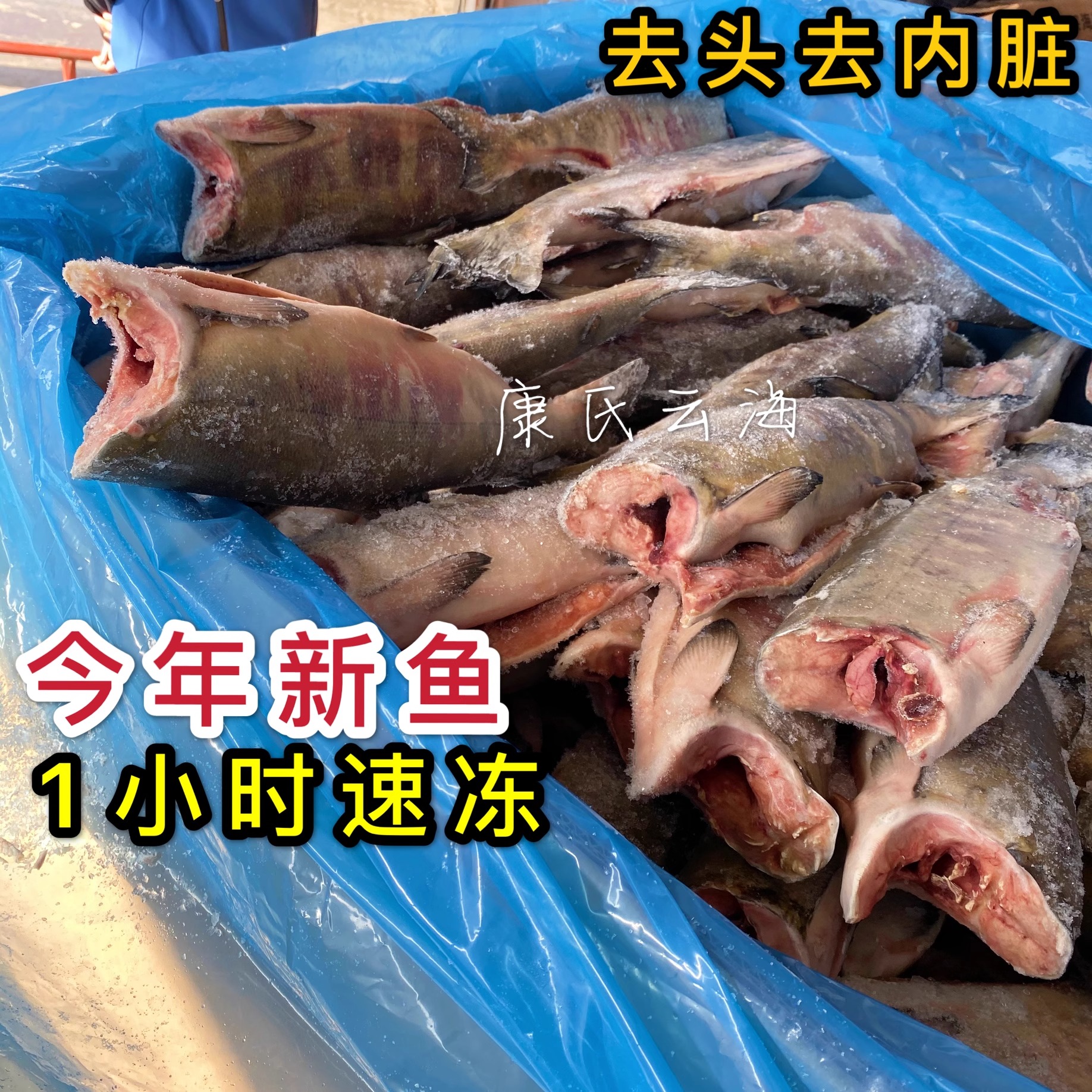 大马哈鱼新鲜冷冻洄游去头去内脏淡水鱼佳木斯抚远东北特产