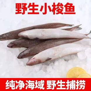 新鲜梭鱼鲜活速冻沙梭鱼新鲜冷冻梭子沙丁鱼大梭鱼海鲜批发一整箱