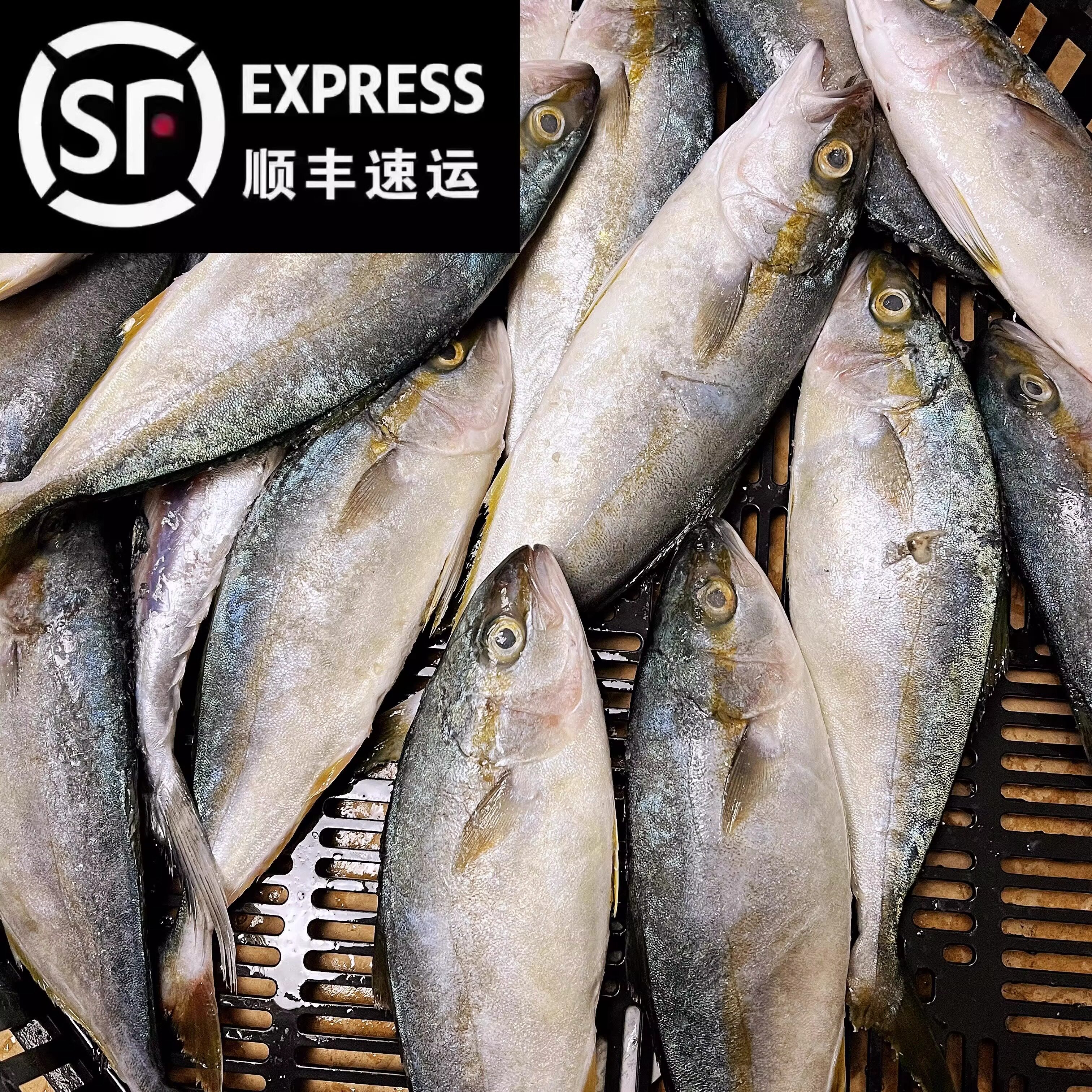 黄金鲅鱼黄鱼青甘鱼低温速冻新鲜野生鱼大鱼海鲜一整箱