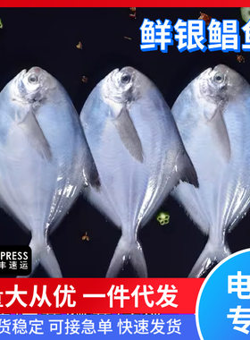 新货银鲳鱼海鲜新鲜白鲳鱼鲜活冷冻海鱼平鱼银鲳商用一斤5条