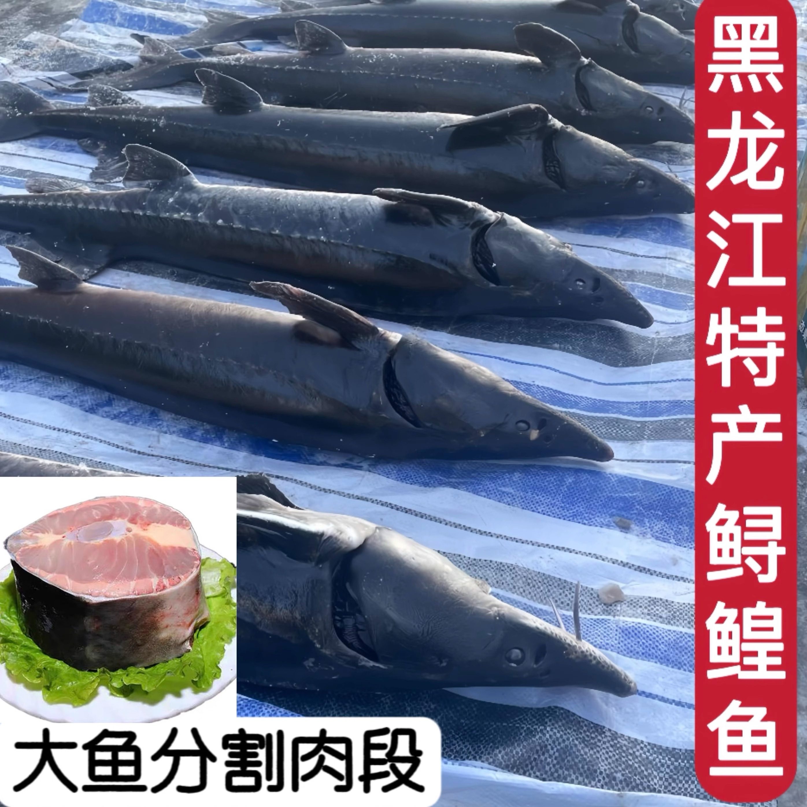 鲟鱼鲟鳇鱼段软骨鲟鱼排鲟鱼块黄鱼肉块新鲜活冻黑龙江东北特产,水产肉类/新鲜蔬果/熟食,淡水鱼类,淘宝优惠券,粉丝福利购,淘宝优惠卷