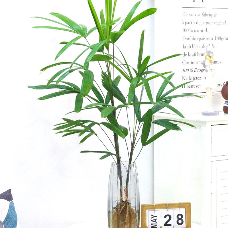 水培植物棕竹盆栽室内好养耐阴竹子四季富贵竹绿植花卉水养观音竹