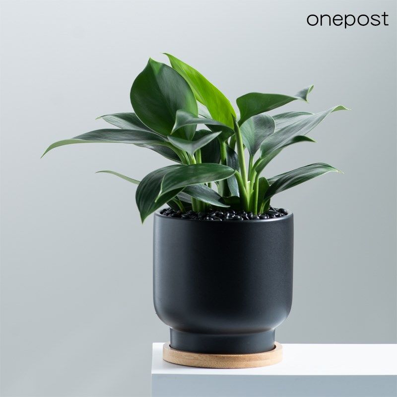 金钻绿公主桌面植物盆栽好养净化F空气去甲醛盆景花卉室内花