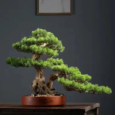 真松树盆景罗汉花盆入户迎客松真树G办公桌景观盆栽美观净化空气