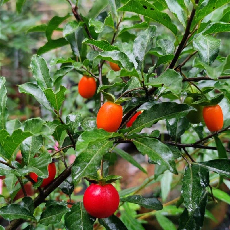 小微盆景绿植茶台书房室内外阳台盆栽