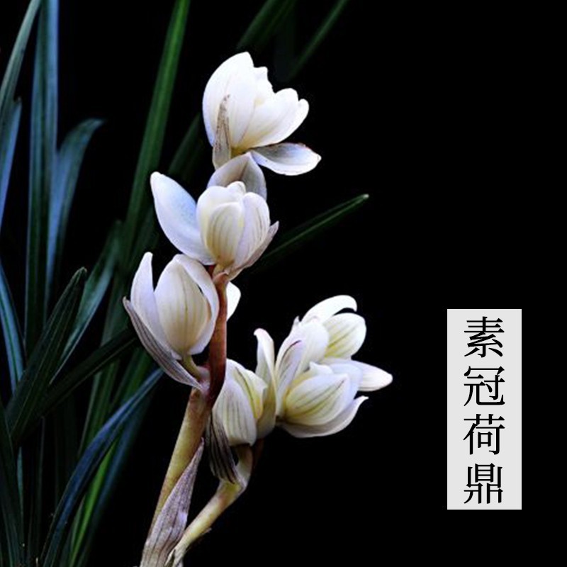 云南带花苞盆栽浓香兰花苗 莲瓣兰 素冠荷鼎 绿植兰花草花卉