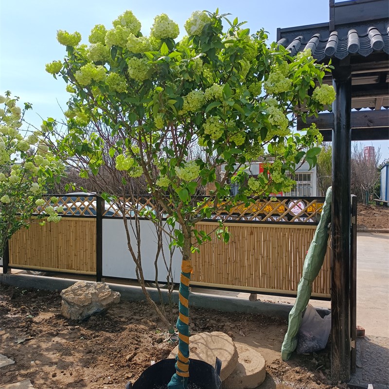 中华木绣球树苗大花斗球白麻球苗庭院别墅耐寒盆栽风景树绣球花苗