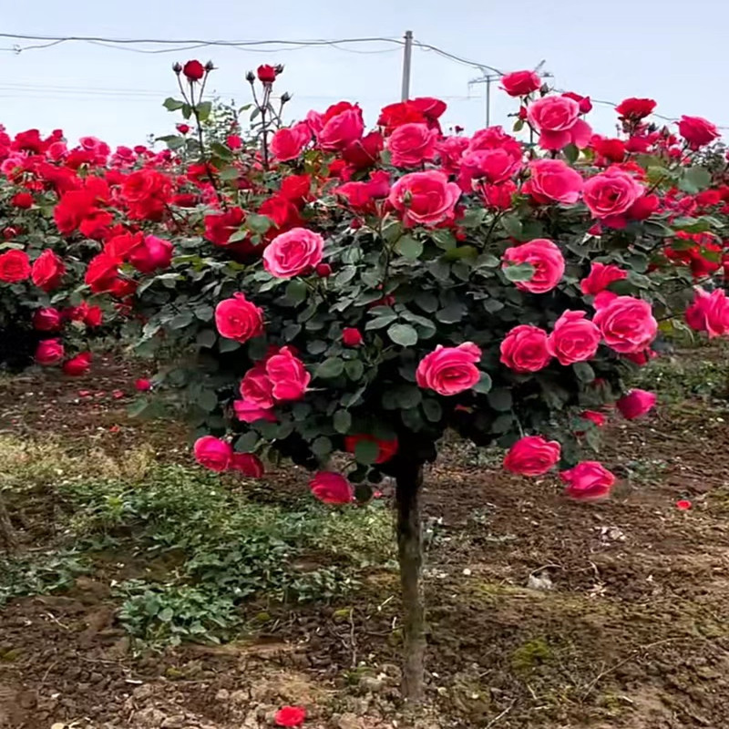 棒棒糖树桩月季花苗特大花卉植物盆栽四季开庭院嫁接多色树状月季