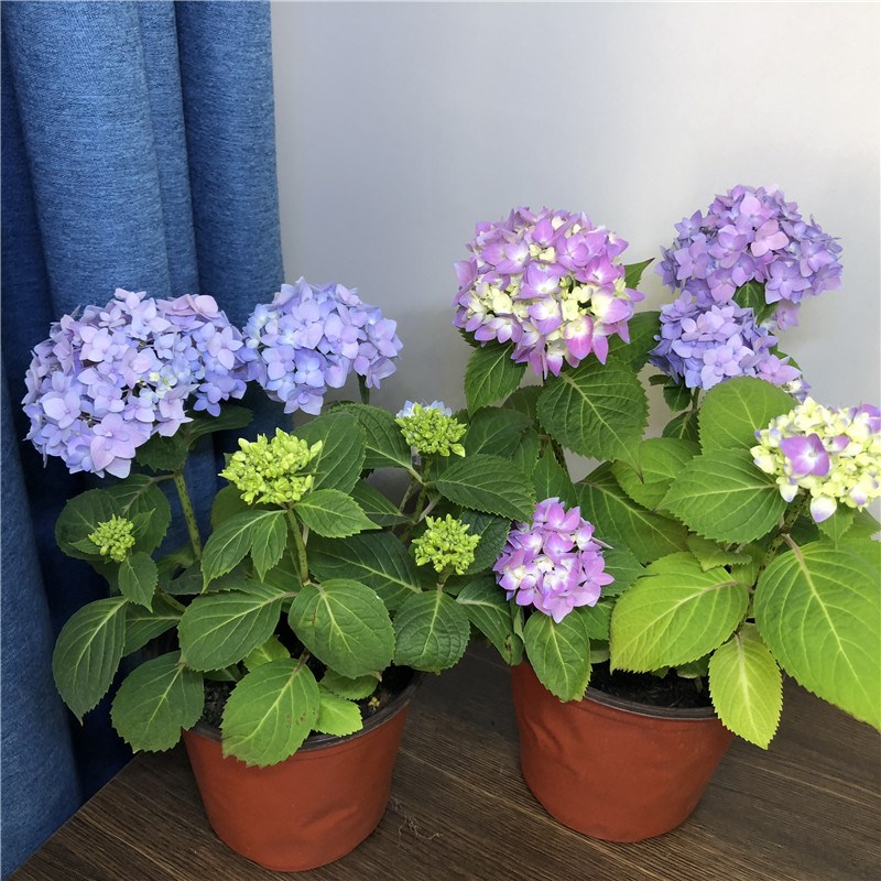 绣球花苗盆栽无尽夏带花苞四季开花卉好养室内阳台庭院绿植物易活