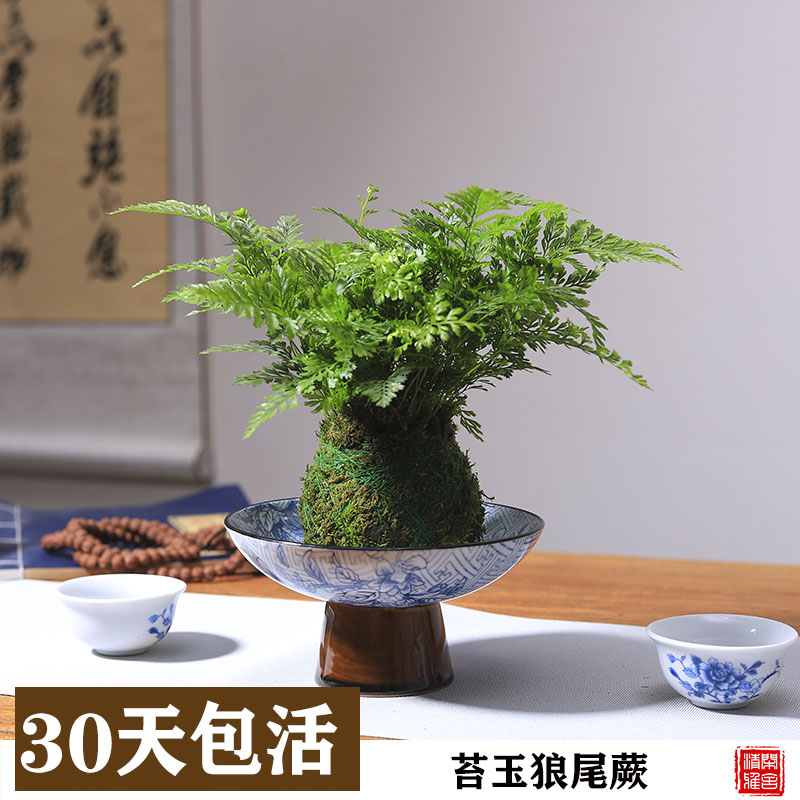 苔藓苔玉球水培植物室内喜阴狼尾蕨蕨类植物迷你办公室桌面小盆景