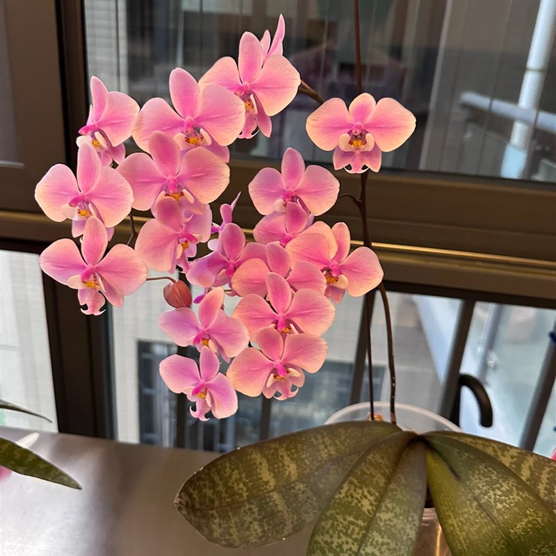 虎斑西蕾丽蝴蝶兰带香味2.5寸杯苗包对版花卉盆栽