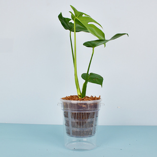 水培植物专用盆绿萝定植盆无土兰花塑料育苗盆大号龟背竹透明加厚