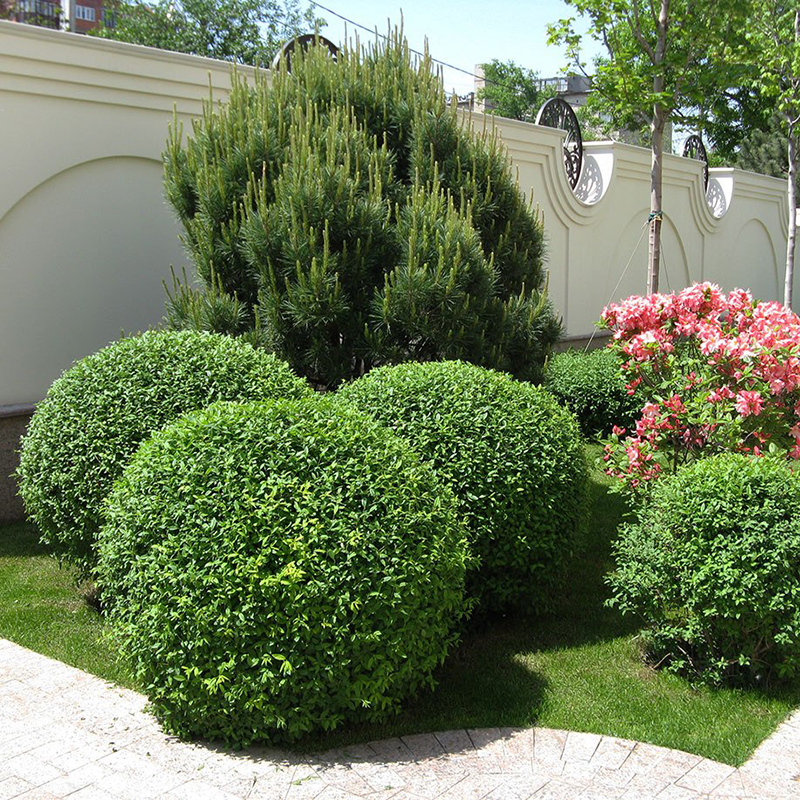 小叶女贞球庭院别墅绿化球型植物亮晶女贞树苗四季常青棒棒糖造型