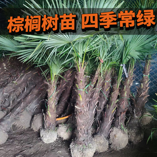 棕榈植物大型室外植物庭院别墅公园四季长青扇子树风景树棕榈树苗