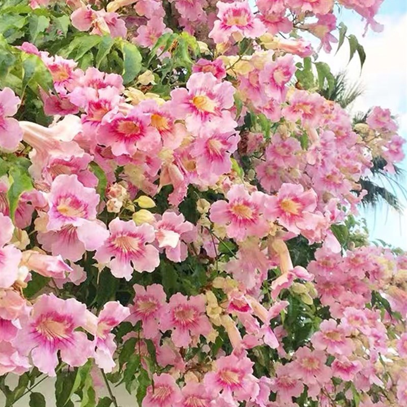 粉色凌霄花棒棒糖盆栽庭院阳台攀援耐寒爬藤植物四季开花卉绿植物