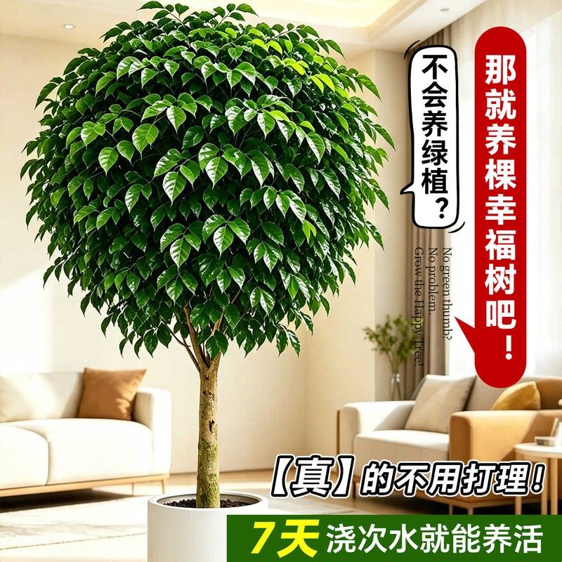 老桩幸福树客厅大盆栽室内大型绿植新家除甲醛净化空气好养活植物
