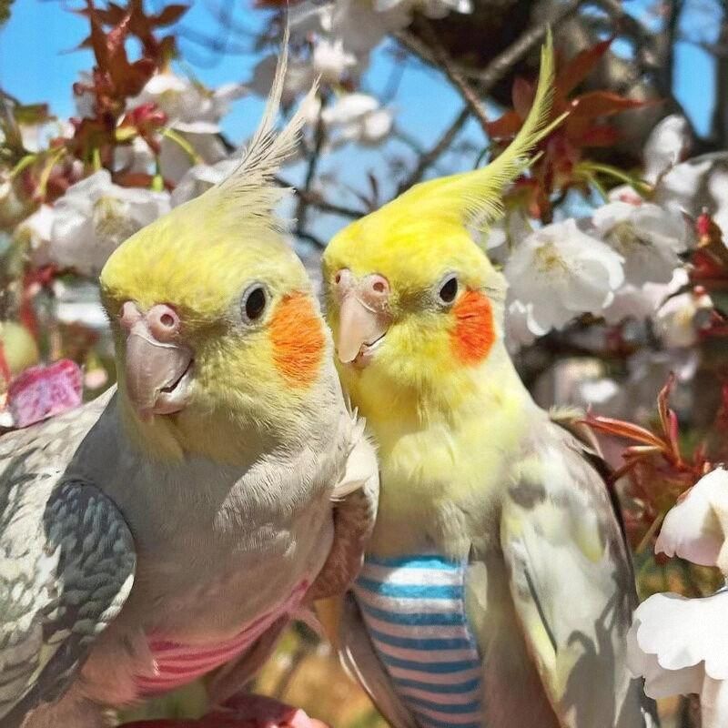 玄凤鹦鹉活鸟黄化珍珠原始灰手养亲人能学说话唱歌的半毛宠物雏鸟