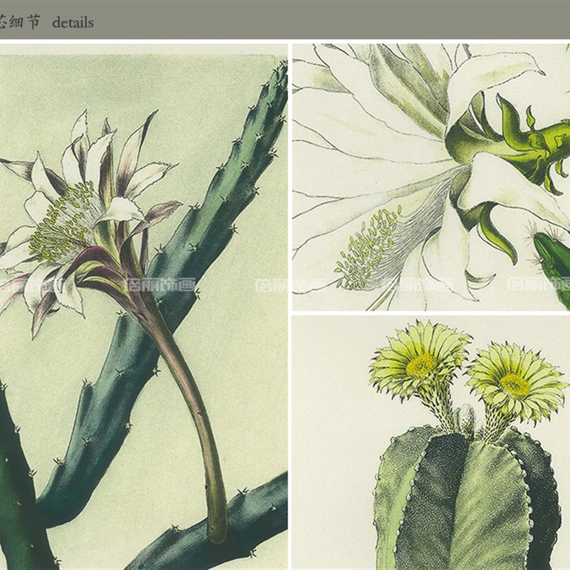 植物仙人掌四联组合客厅饭厅书房玄关卧室美式装饰画有框画挂画图片