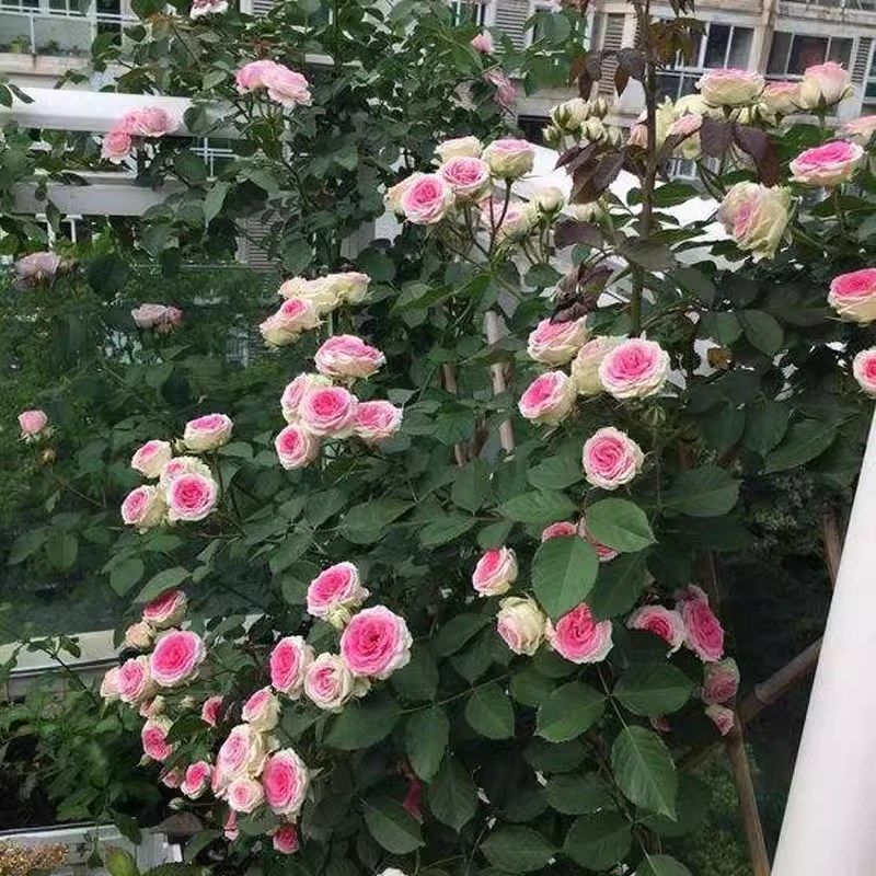 藤本月季花苗藤小伊甸园阳台庭院爬藤绿植花卉玫瑰植物四季藤小伊,鲜花速递/花卉仿真/绿植园艺,月季/蔷薇/玫瑰,淘宝优惠券,粉丝福利购,淘宝优惠卷