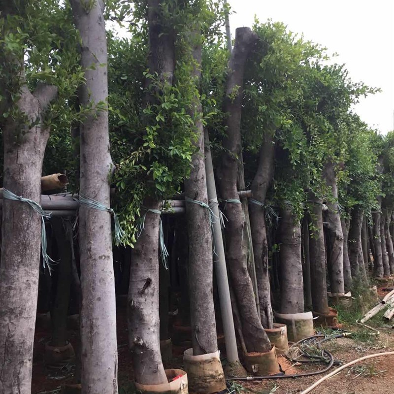 榕树小叶榕榕树苗独木成林四季常青风景树室内外苗木庭院园林绿化