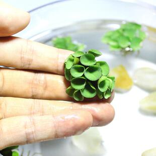 水族鱼缸造景适合 吸收鱼虾缸氨氮 水生植物 浮萍肚兜萍净化水质