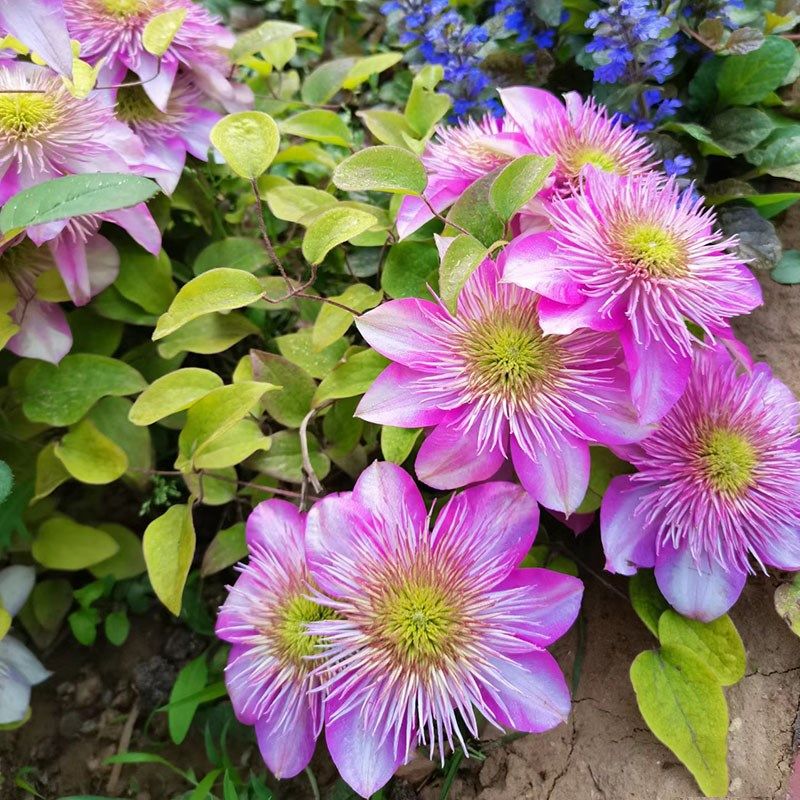 皇帝铁线莲花苗盆栽宽皇爬藤花卉藤本针皇半重瓣大花无刺攀援植物,鲜花速递/花卉仿真/绿植园艺,绣球/木绣球/木本植物,淘宝优惠券,粉丝福利购,淘宝优惠卷