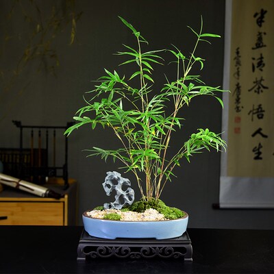 红观音竹b盆景竹子盆栽客厅植物办公观赏竹中式书房盆栽红运竹常