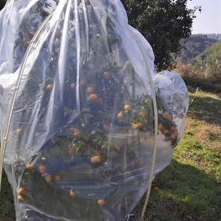 三角梅茶树保温罩加厚塑料膜果树花卉盆栽冬季防雨罩防冻保温棚