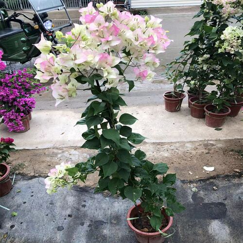 飘枝三角梅细高杆造型垂枝爬藤庭院阳台爬墙花卉四季开花好养活