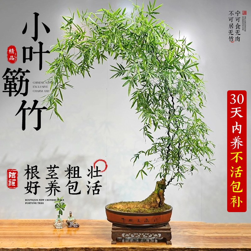 小叶簕竹竹子盆栽老桩竹簕办公室绿植物生桩室内禅意成品盆景熟桩