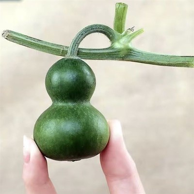 产地直发天然h墨绿葫芦文玩小葫芦青皮手把件真葫芦新鲜小手捻翠