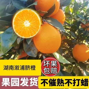 湖南溆浦纽荷尔脐橙水果新鲜当季整箱10斤橙子果粒手剥橙年货送礼