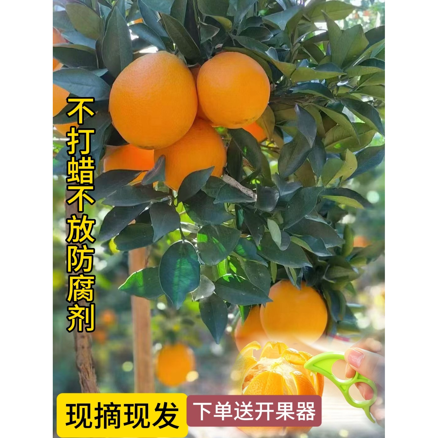 榨汁专用橙子纽荷尔脐橙湖南特产多汁多肉香甜可口现摘现发水果