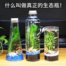 生态瓶科学用小鱼缸迷你t缸办公桌桌面迷你微景观造景生创意缸