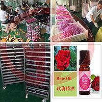 温州玫瑰花纯露提取玫瑰花精油提取大马士革玫瑰花精油提取设